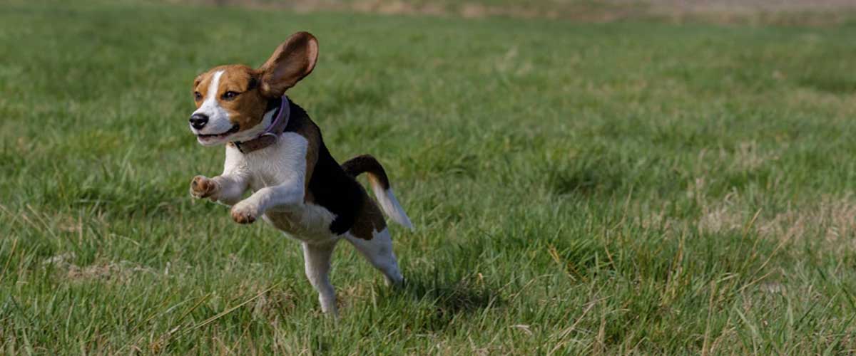 The Drever Dog: A Unique Breed with a Rich Hunting Heritage