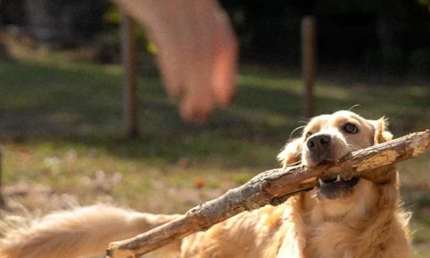 Simple Guide to Teach Your Dog to Drop It