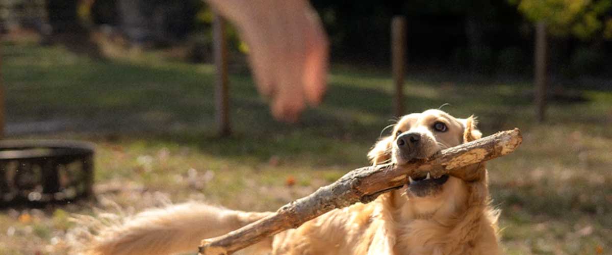 Simple Guide to Teach Your Dog to Drop It
