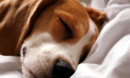 The Dunker Dog Breed: A Unique and Affectionate Companion