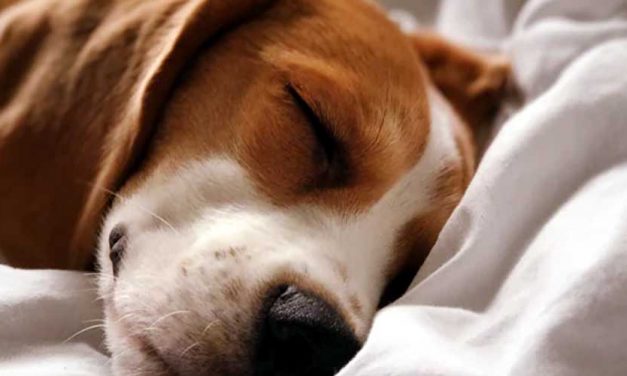 The Dunker Dog Breed: A Unique and Affectionate Companion