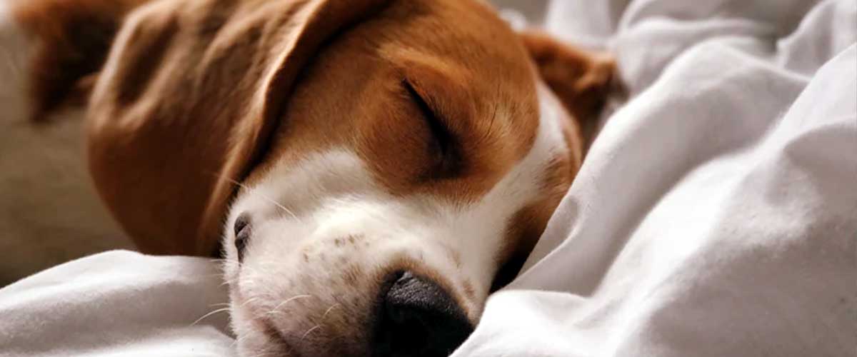 The Dunker Dog Breed: A Unique and Affectionate Companion