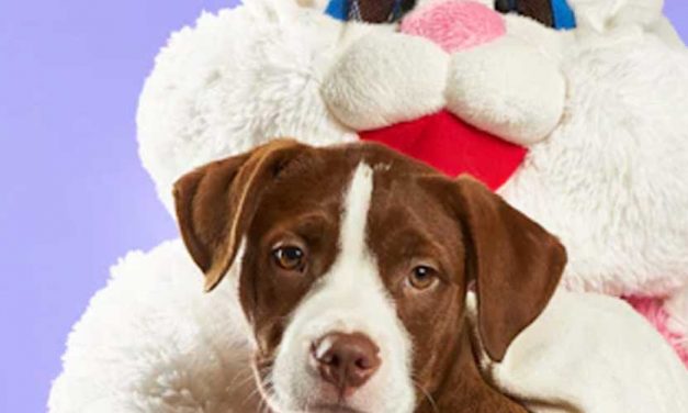 Train Your Dog for an Easter Egg Hunt