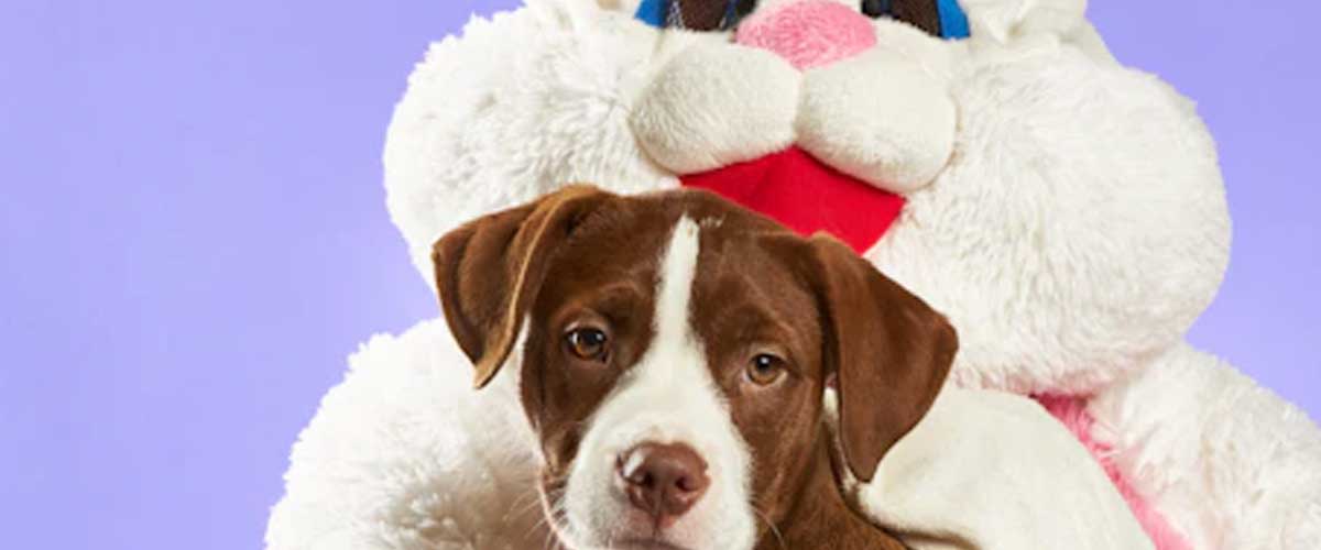 Train Your Dog for an Easter Egg Hunt
