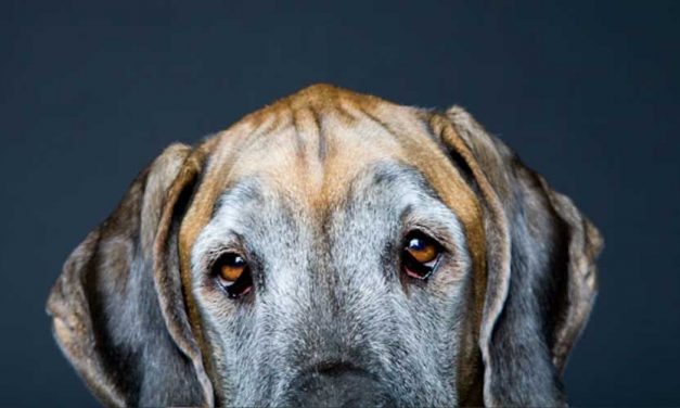 The English Coonhound: A Loyal Companion and Skilled Hunter