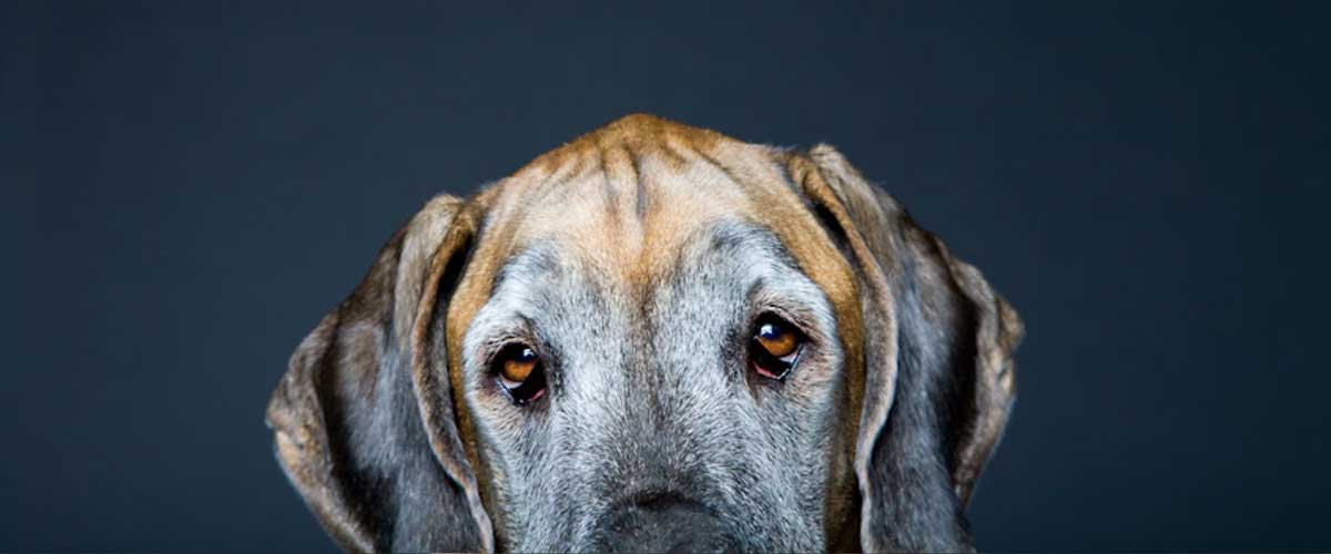 The English Coonhound: A Loyal Companion and Skilled Hunter