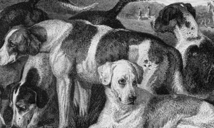 The English Foxhound: A Noble Companion