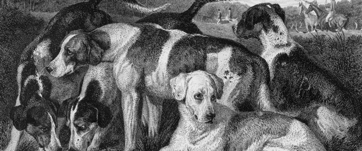 The English Foxhound: A Noble Companion