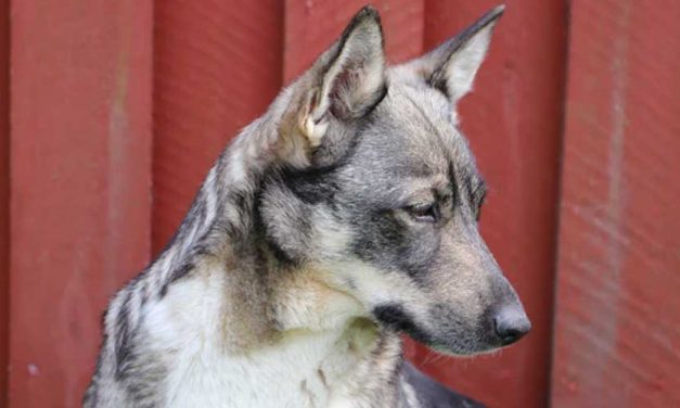 Development of the Dog Fetus: Key Milestones from 28 to 60 Days