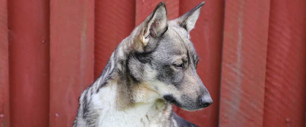 Development of the Dog Fetus: Key Milestones from 28 to 60 Days