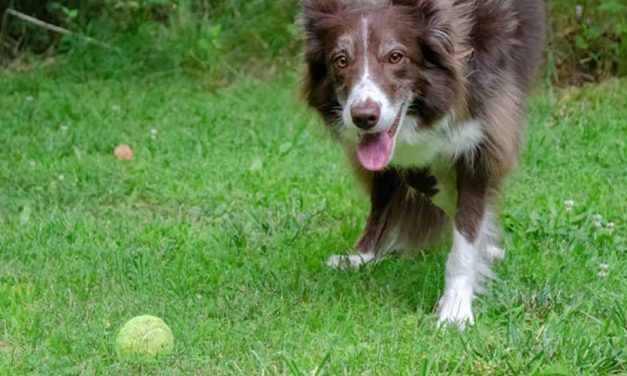 Easy Guide on How to Train Your Dog to Fetch