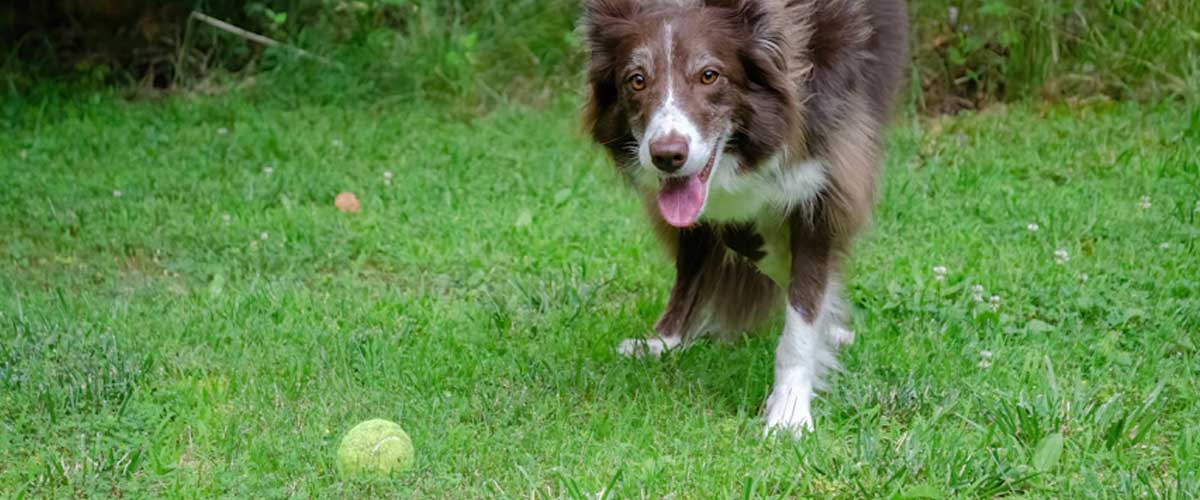 Easy Guide on How to Train Your Dog to Fetch