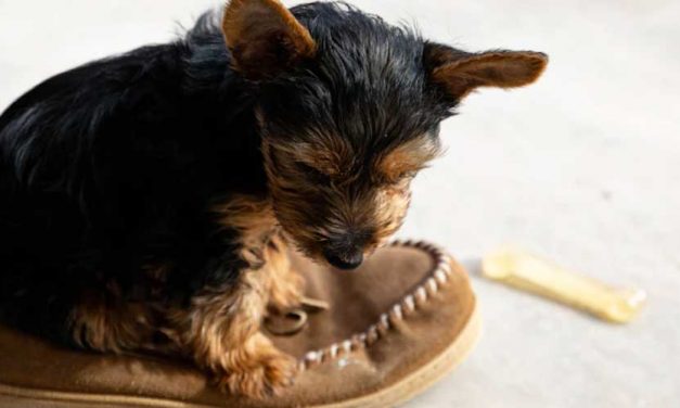 Guide to Training Your Dog to Fetch Your Slippers