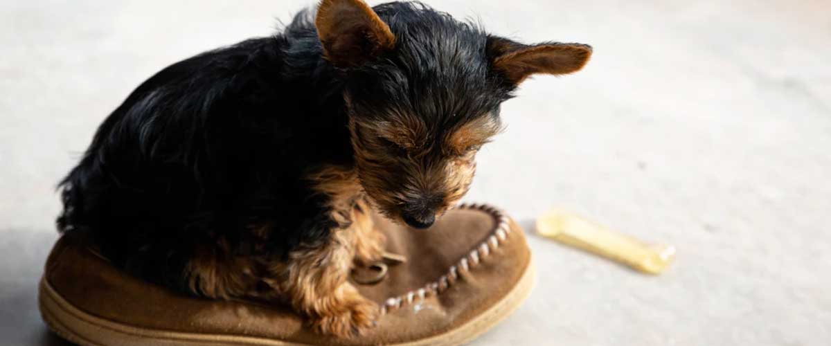 Guide to Training Your Dog to Fetch Your Slippers
