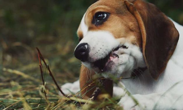 The Finnish Hound: A Loyal Companion with a Rich Heritage