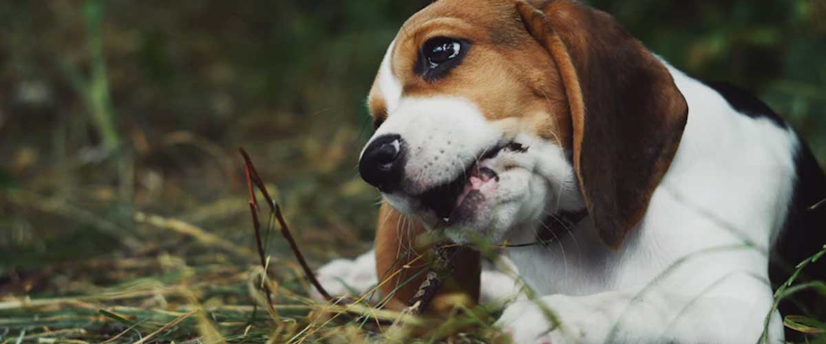 The Finnish Hound: A Loyal Companion with a Rich Heritage