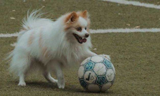 How to Train Your Dog to Play Football