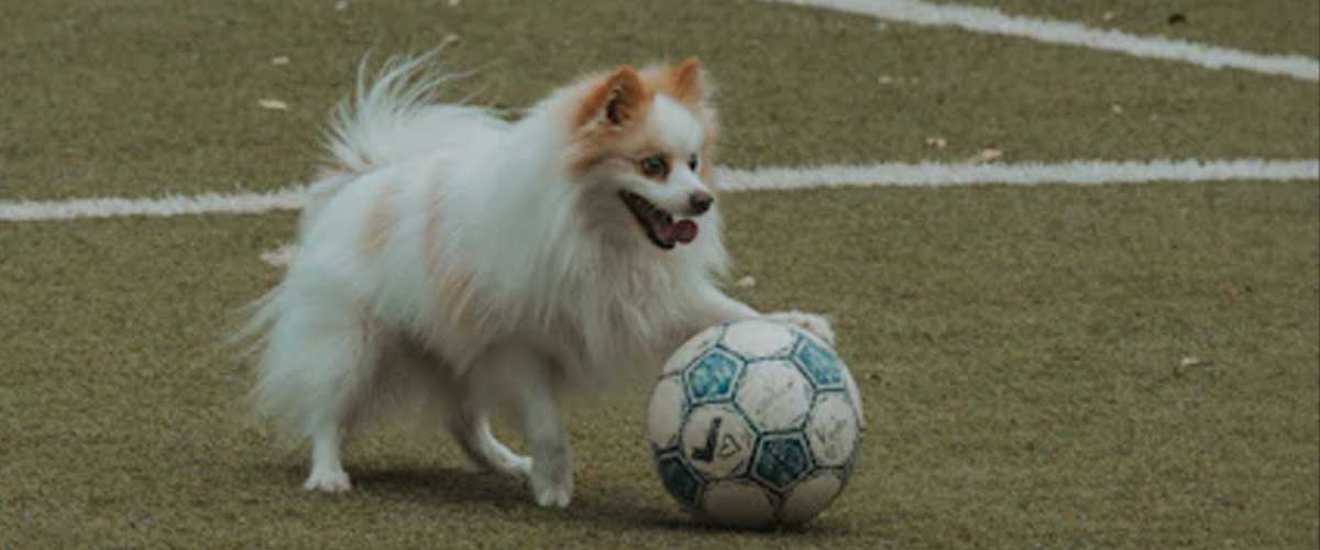How to Train Your Dog to Play Football
