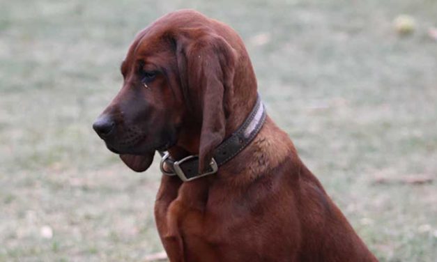 The Francais Blanc et Noir Dog Breed: A Noble Companion