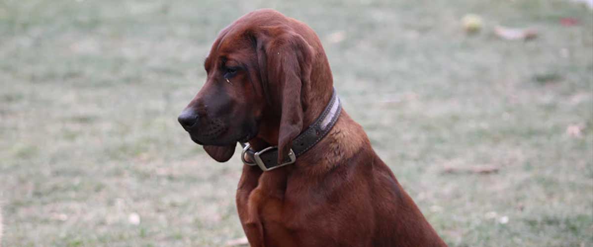 The Francais Blanc et Noir Dog Breed: A Noble Companion