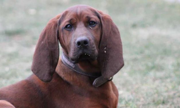 The French Tricolore: A Charming Canine Companion