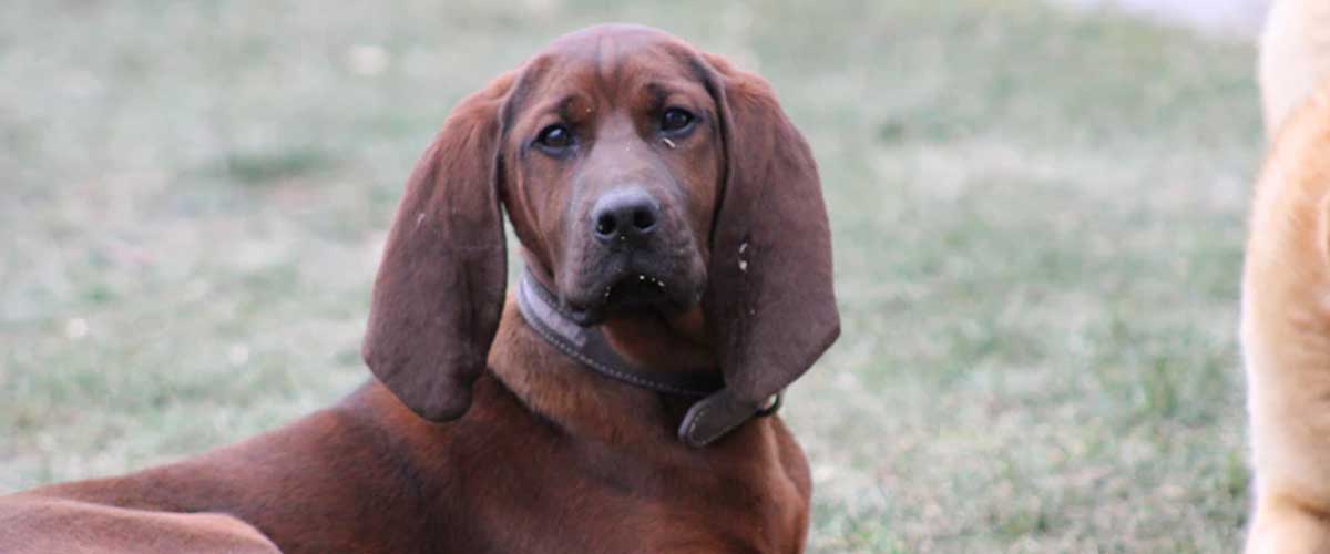 The French Tricolore: A Charming Canine Companion