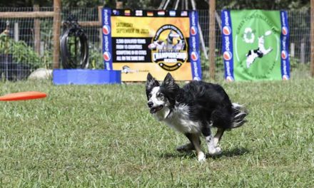 How to Teach Your Dog to Play Frisbee