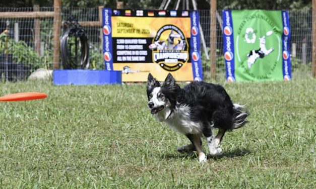 How to Teach Your Dog to Play Frisbee