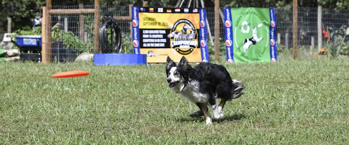 How to Teach Your Dog to Play Frisbee