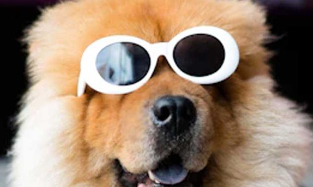 The Ultimate Guide to Fun Places to Take Your Dog