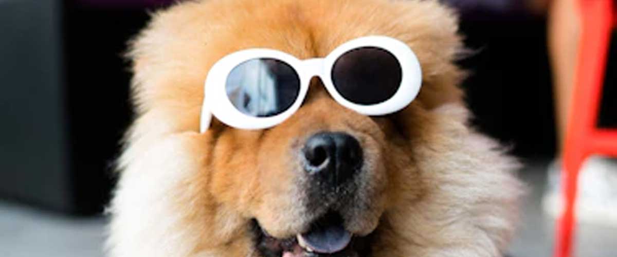 The Ultimate Guide to Fun Places to Take Your Dog