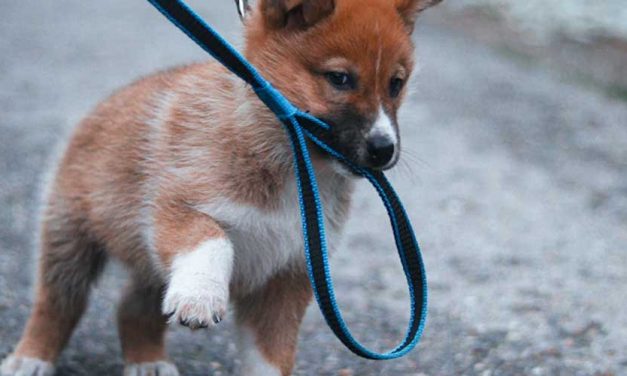 How to Train Your Dog to Get the Leash