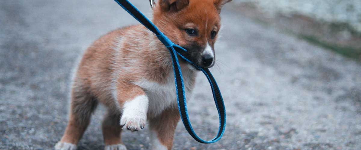 How to Train Your Dog to Get the Leash