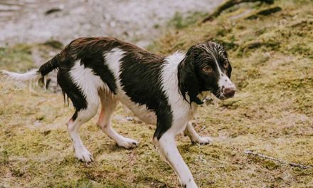 The Grand Anglo-Français Blanc Et Noir: A Noble Canine Companion