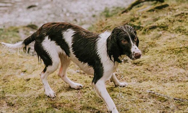 The Grand Anglo-Français Blanc Et Noir: A Noble Canine Companion
