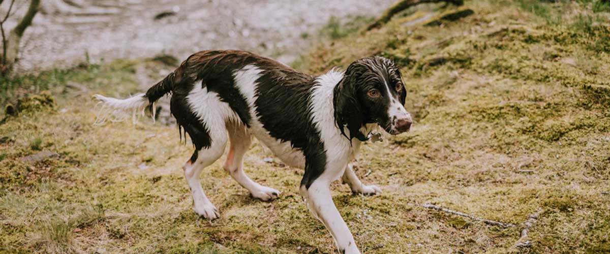 The Grand Anglo-Français Blanc Et Noir: A Noble Canine Companion
