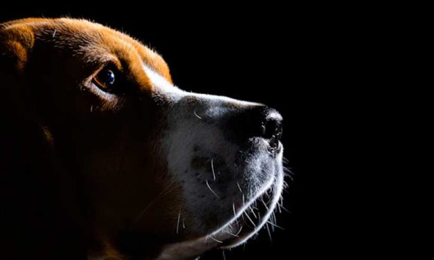 The Grand Anglo-Français Tricolore: A Majestic Hound with a Rich Heritage