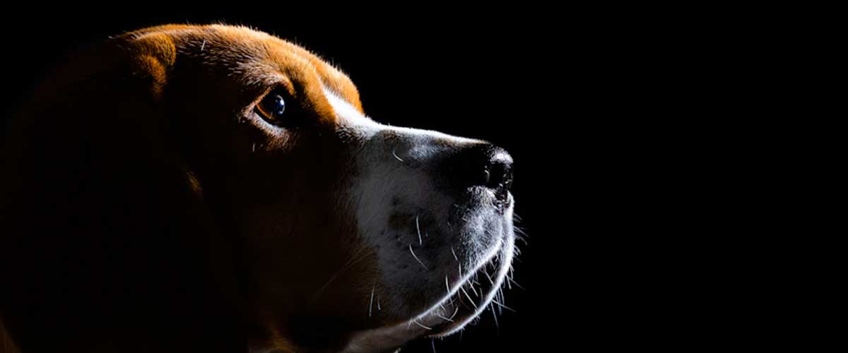 The Grand Anglo-Français Tricolore: A Majestic Hound with a Rich Heritage