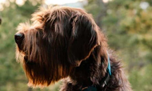 Grand Basset Griffon Vendéen: An Overview of the Charming Breed
