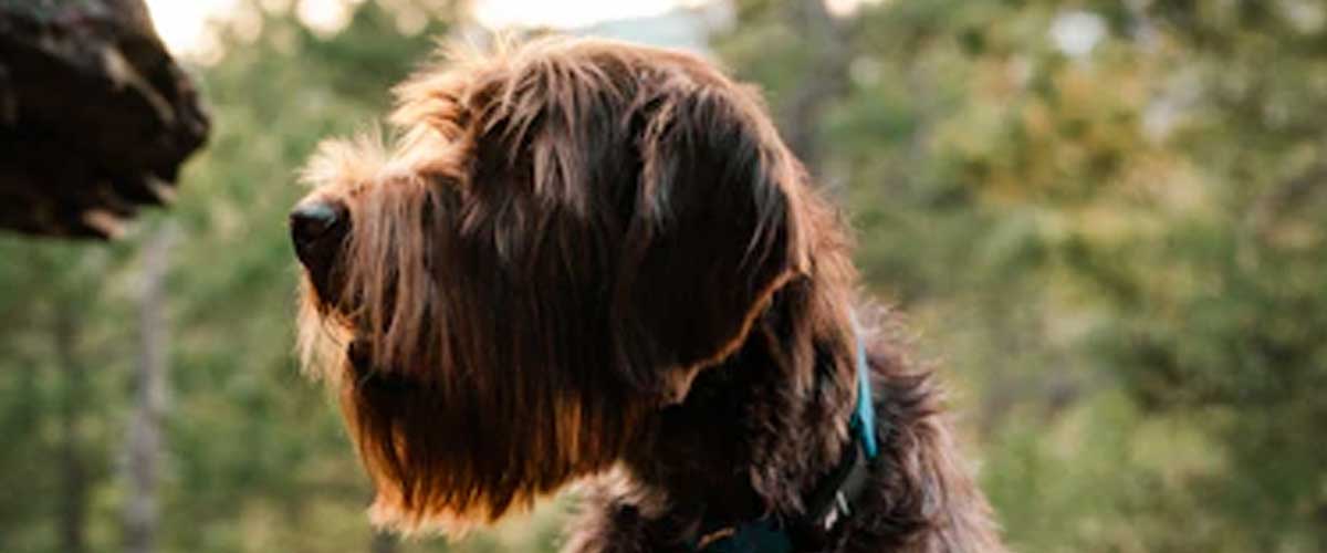 Grand Basset Griffon Vendéen: An Overview of the Charming Breed