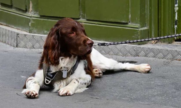 The Grand Bleu De Gascogne: A Noble Hound of France