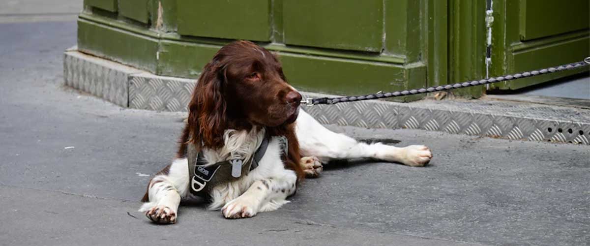 The Grand Bleu De Gascogne: A Noble Hound of France