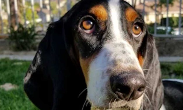 The Grand Gascon-Saintongeois: A Noble French Hound