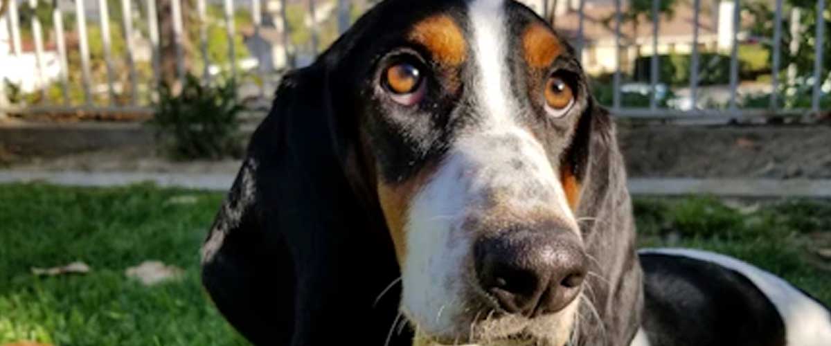 The Grand Gascon-Saintongeois: A Noble French Hound