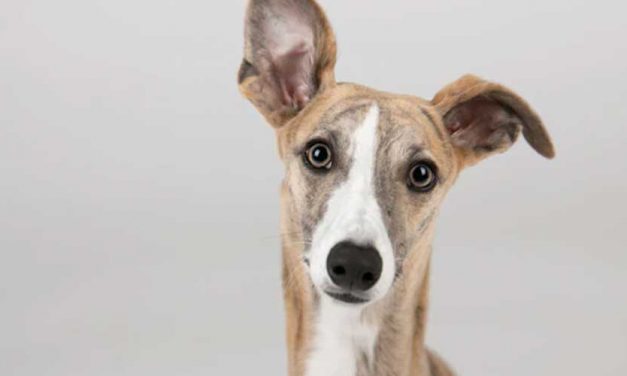 The Greyhound: Elegance in Motion