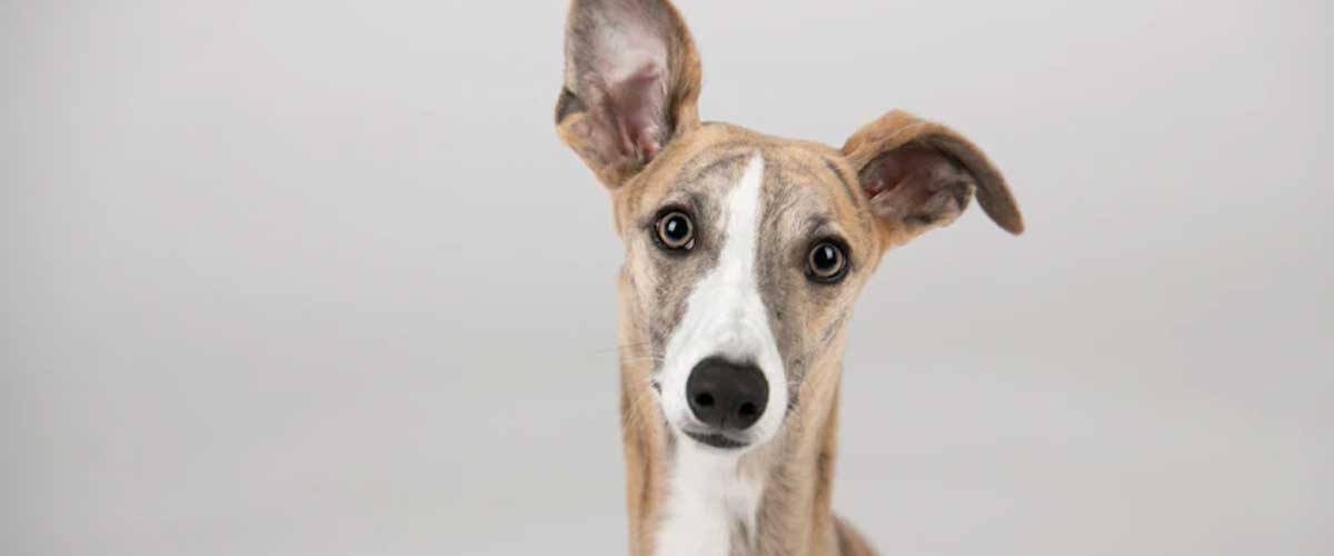 The Greyhound: Elegance in Motion