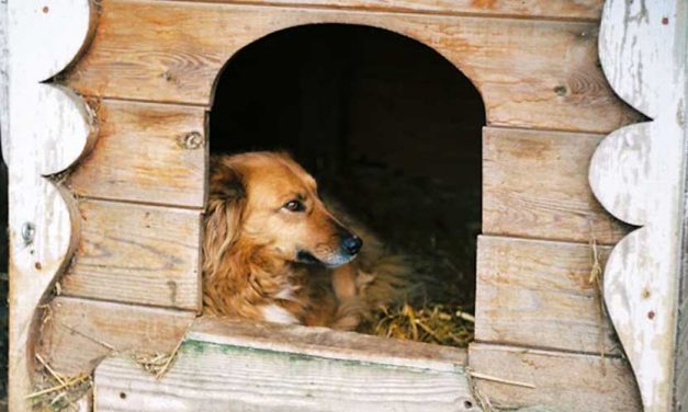 The Griffon Fauve de Bretagne: A Charming and Versatile Companion