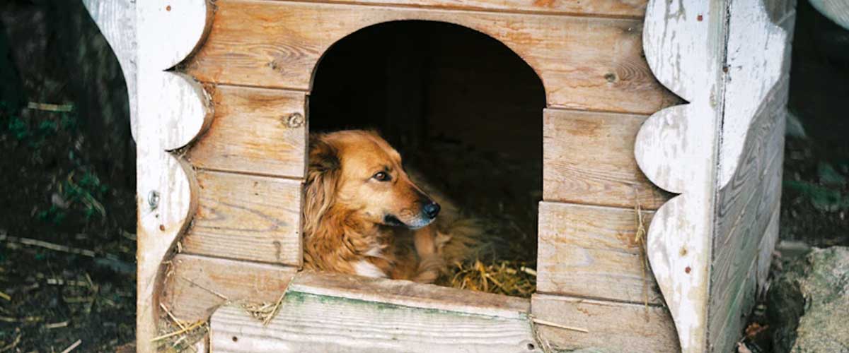 The Griffon Fauve de Bretagne: A Charming and Versatile Companion