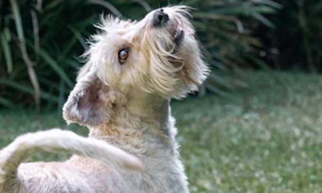 The Griffon Nivernais: A Unique and Endearing Dog Breed