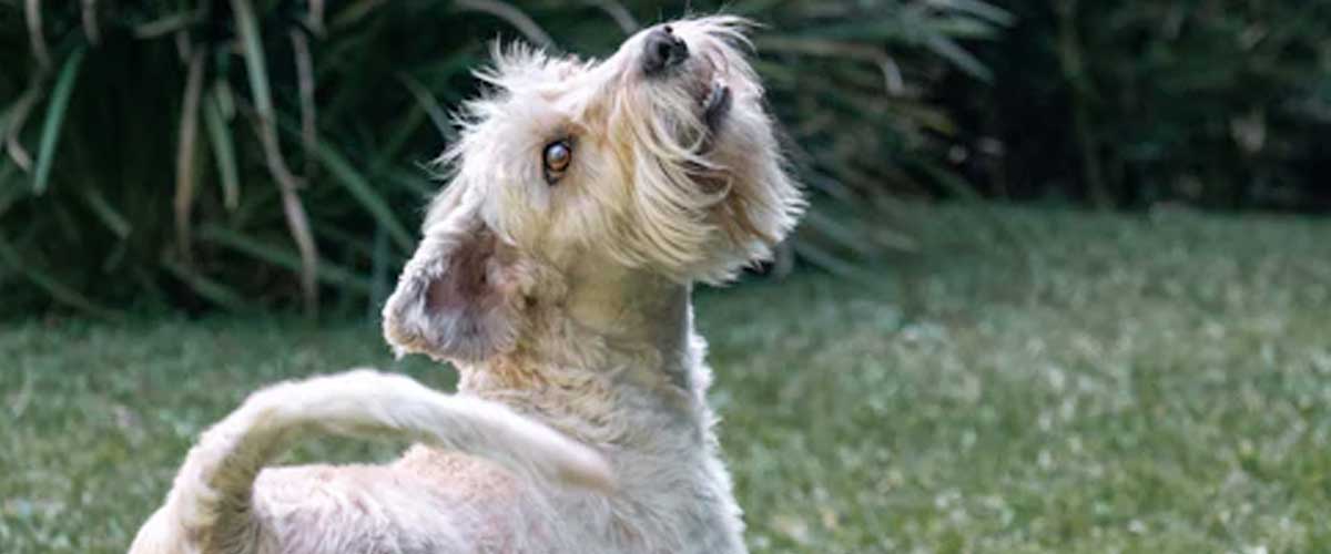The Griffon Nivernais: A Unique and Endearing Dog Breed